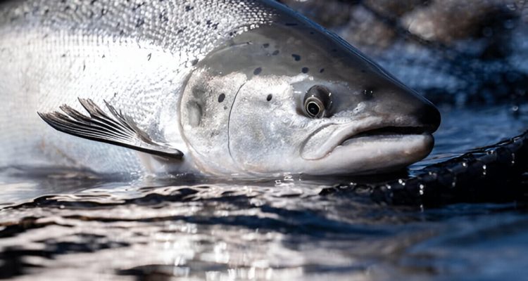 Atlantic Salmon Understanding The Species Its Habitat And Conservation Efforts