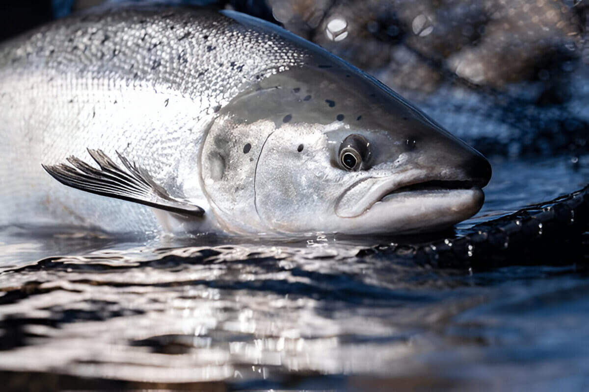 Atlantic Salmon Understanding The Species Its Habitat And Conservation Efforts