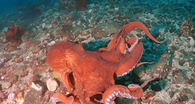 Giant Pacific Octopus Facts Unveiling The Mysteries Of The Oceans Gentle Giant