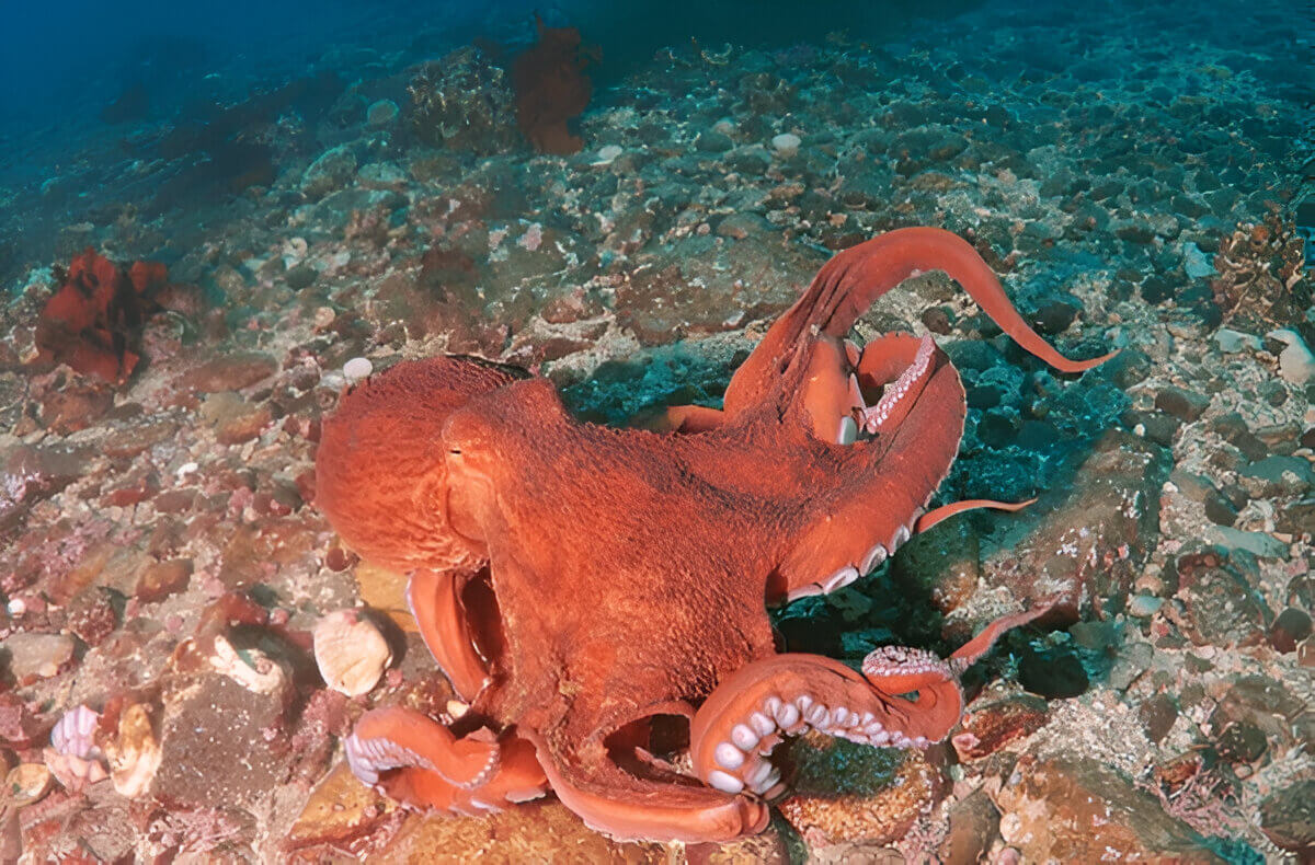 Giant Pacific Octopus Facts Unveiling The Mysteries Of The Oceans Gentle Giant