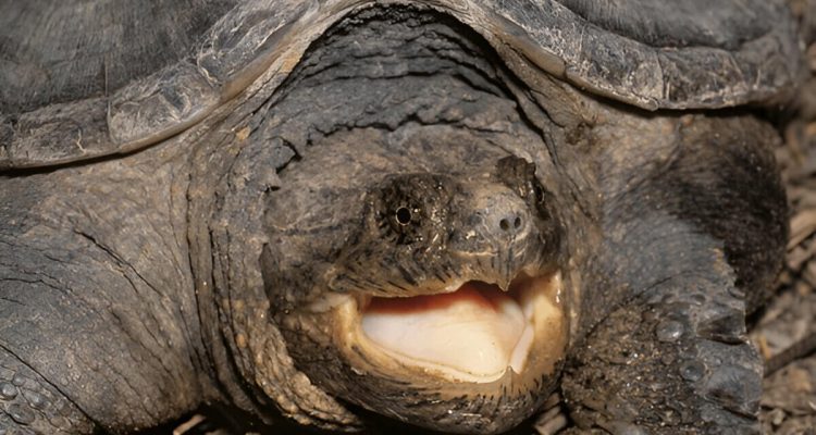 How Strong Is A Snapping Turtles Bite Understanding The Power