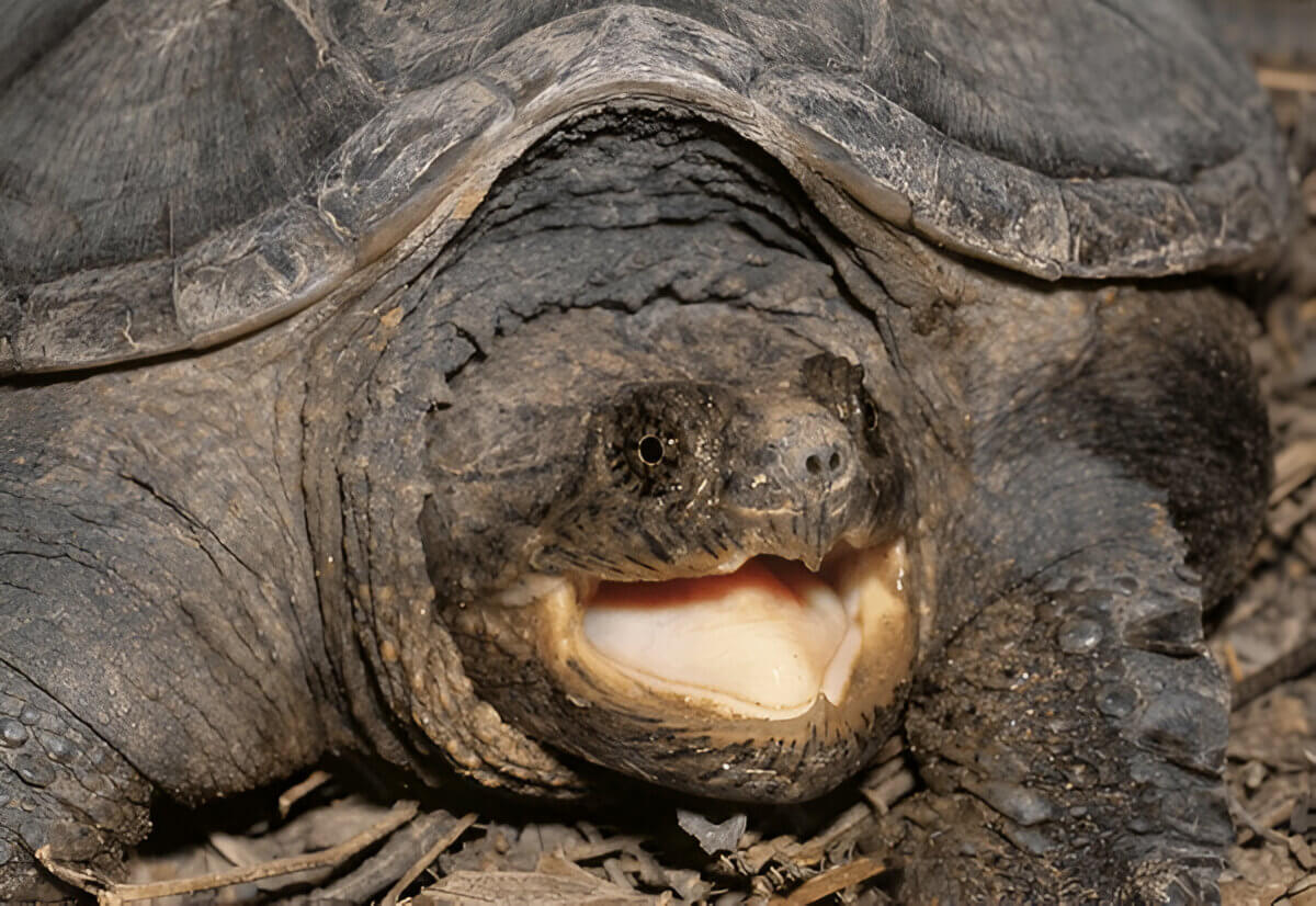 How Strong Is A Snapping Turtles Bite Understanding The Power