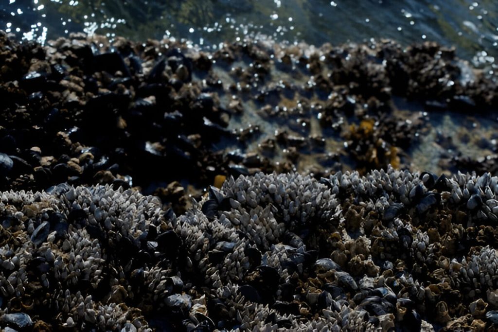 The Role Of Barnacles In Marine Ecosystems