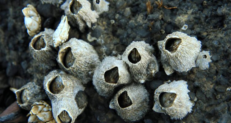 What Are Barnacles Understanding These Marine Creatures