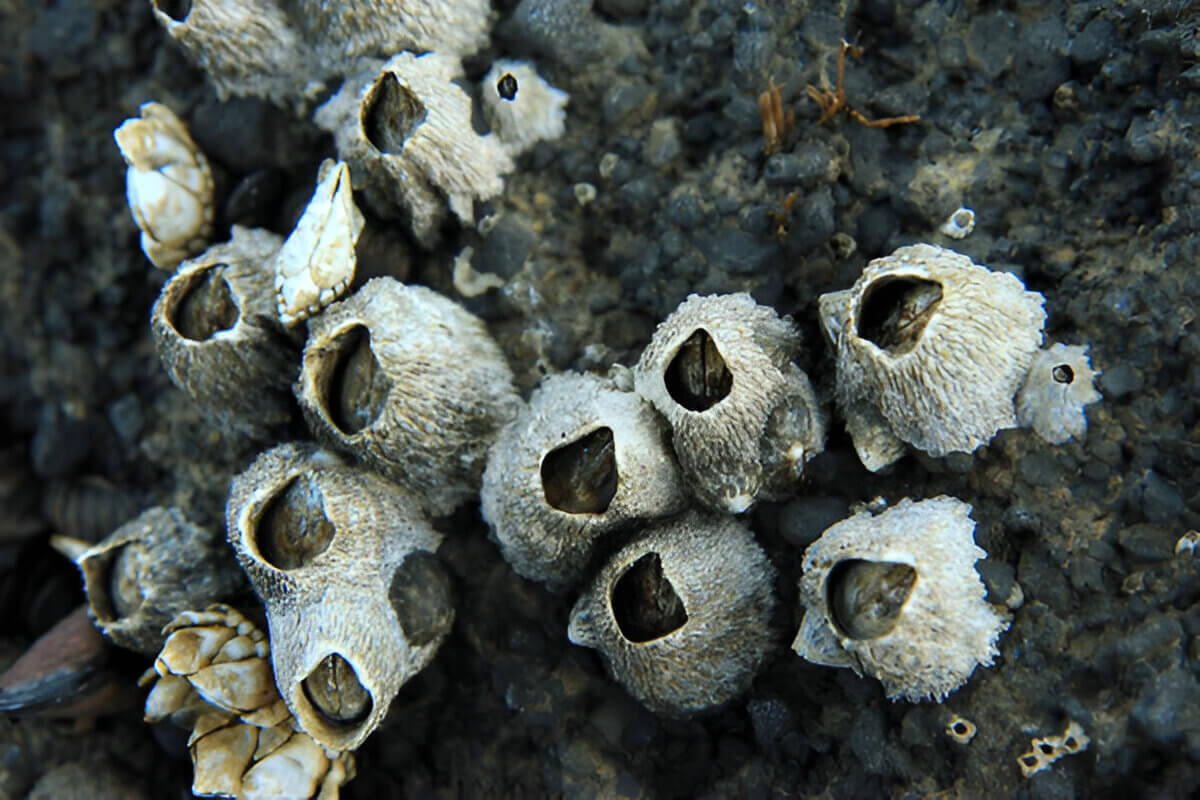 What Are Barnacles Understanding These Marine Creatures