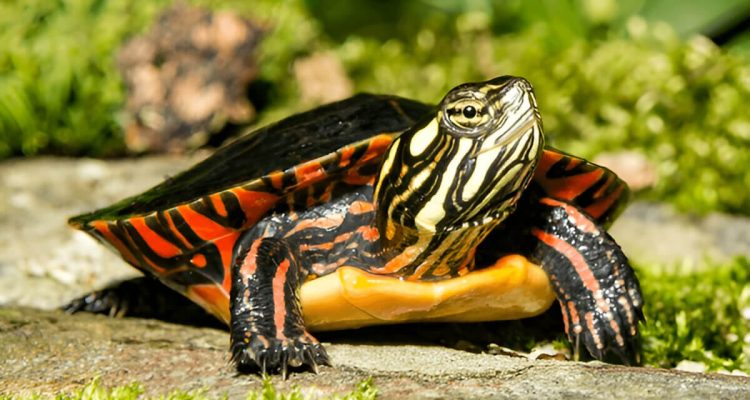 What Is The Difference Between A Painted Turtle And A Snapping Turtle