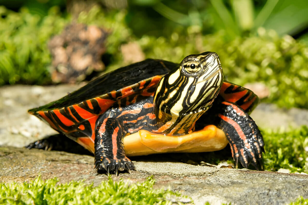 What Is The Difference Between A Painted Turtle And A Snapping Turtle