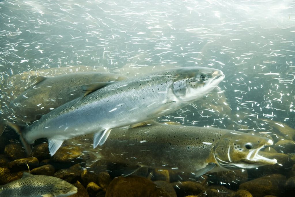 Where Do Atlantic Salmon Live