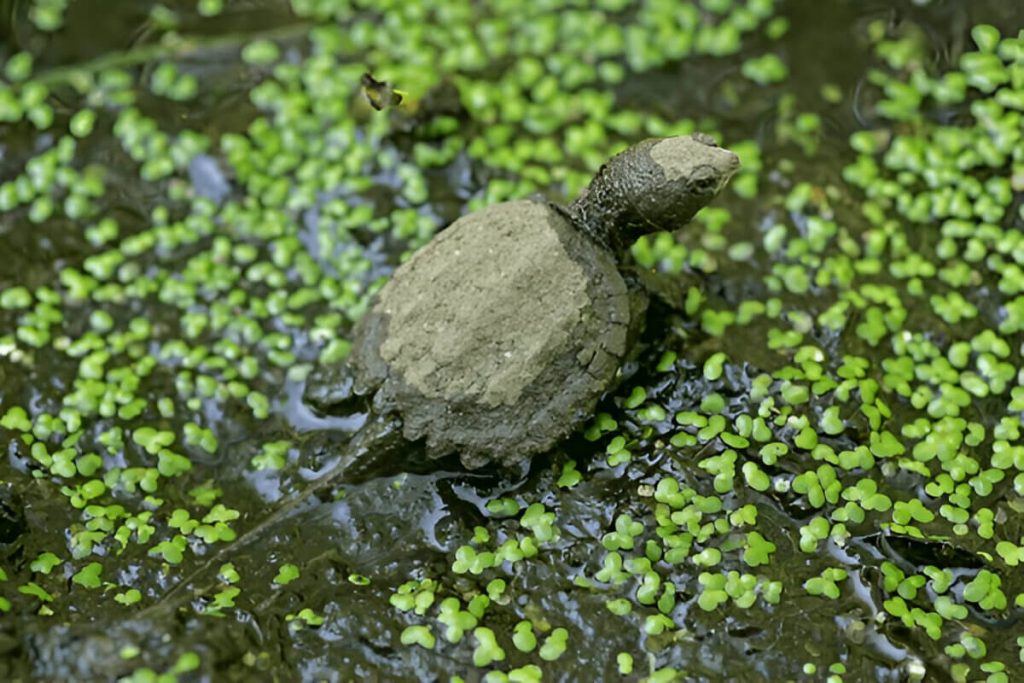 Where Do Painted Turtles And Snapping Turtles Live